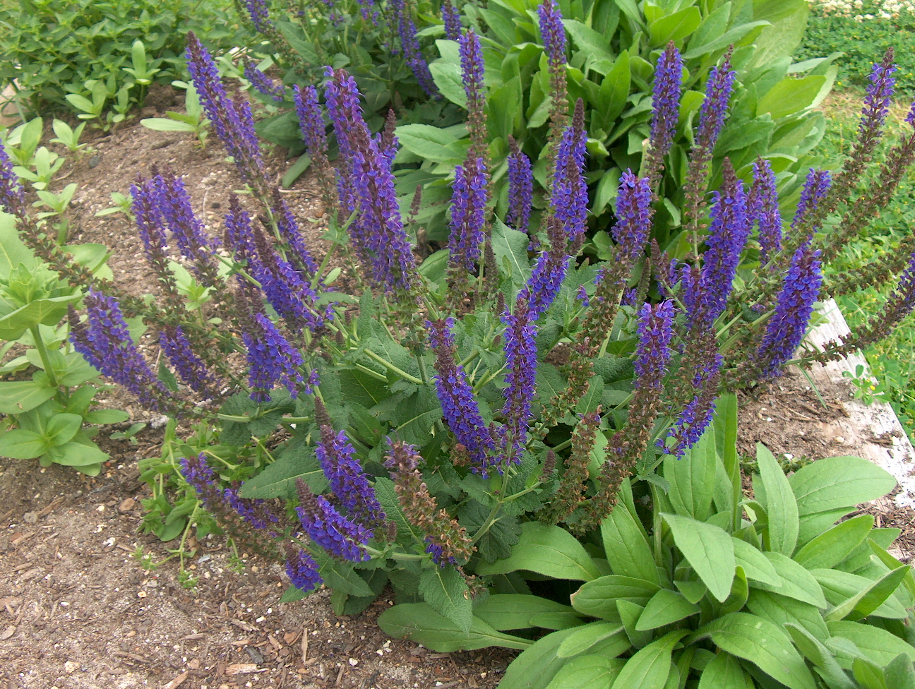 Online Plant Guide - Salvia nemorosa 'May Night' / May Night Salvia